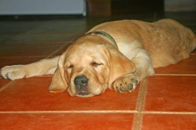 The dog is closed