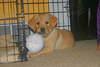 Chewin on the dog toy