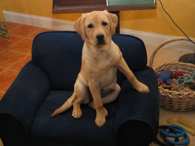 Lucy at 4 months