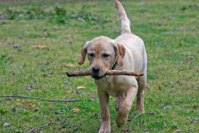 True retriever