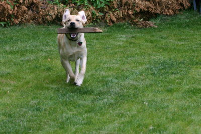 Ears  flapping