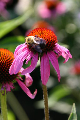 Busy bee