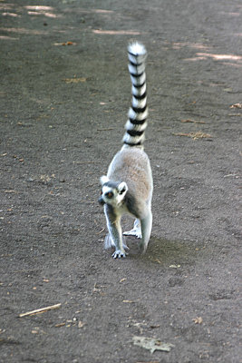 Ring tail lemur on the move