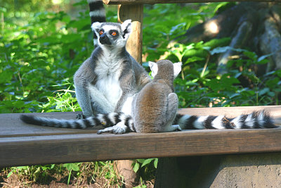 Lemur momma and youngster