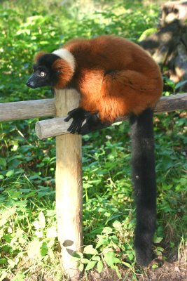 Red ruffed lemur on the fence
