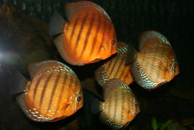 Discus