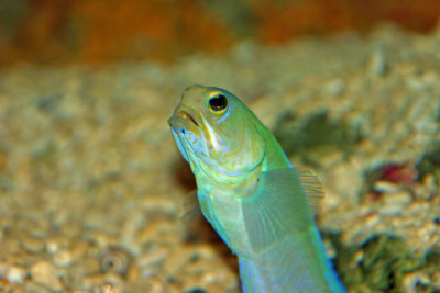 Goby