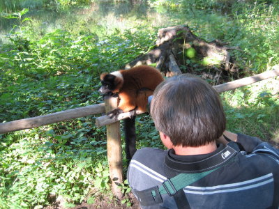 Red ruffed lemur getting close