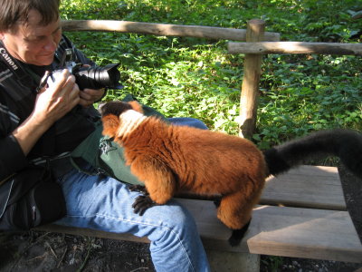 Red ruffed lemur and 1eyeclosed