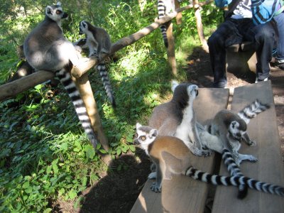 This place is lousy with lemurs