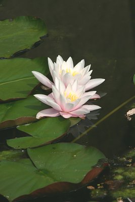 Lily pad