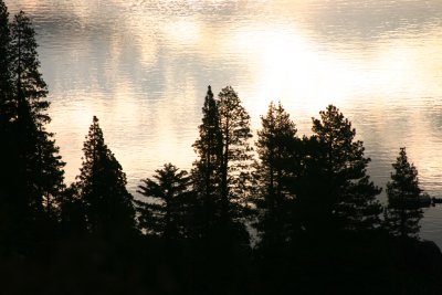 Tahoe trees