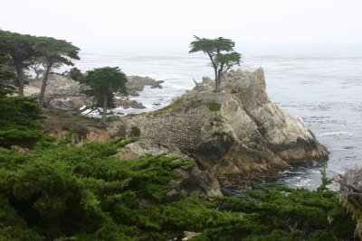 Lone cypress