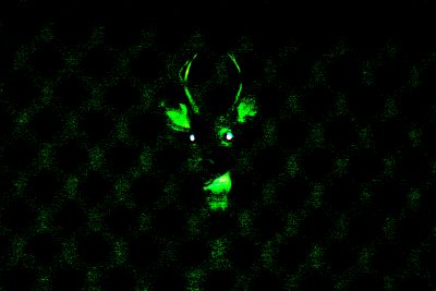 Deer in the dark