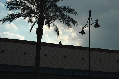 SITTING ON THE ROOF