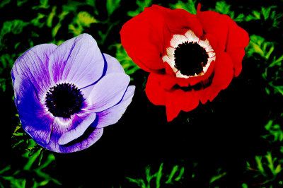 TWO ANEMONES IN DIFFERENT COLOURS