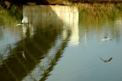 REFLECTIONS IN YARKON RIVER
