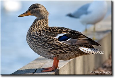 Ducks