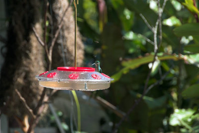 Hummingbirds at the feeder
