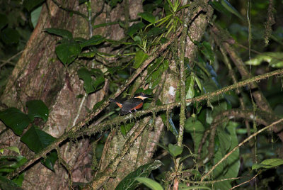 DSC_4211-01.jpg