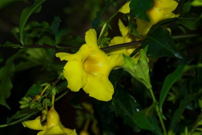 DSC_4492-01.jpg