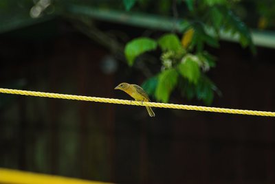 DSC_4507-01.jpg