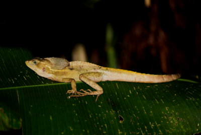 DSC_4653-01.jpg