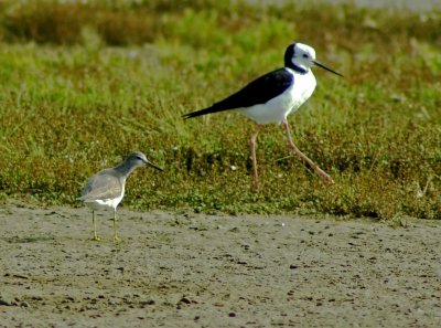 Siberian Tattler & Pied Stilt.jpg