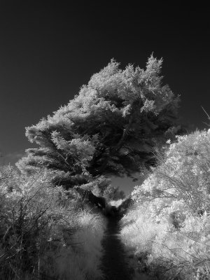 P4170979 bw lite.jpg