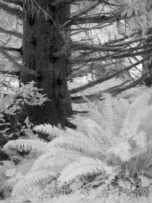 P4170906 bw.jpg