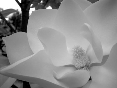 P7122760 bw.JPG