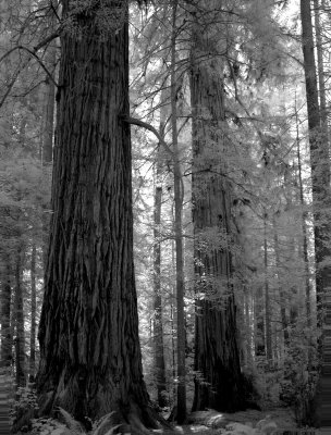Coast Redwoods at Jed Smith SP, CA
