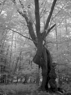 Entwined Maples, Shaw Island, WA