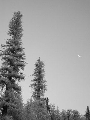 P7313482 bw.JPG