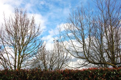 Clouds, Trees and Sky