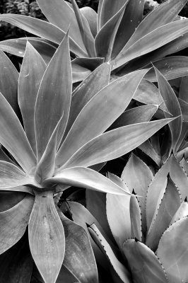 Agave and Friends.jpg