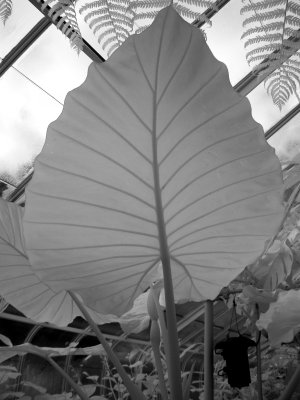 P1030415 bw.JPG