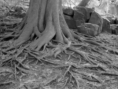 P2220046 bw.jpg