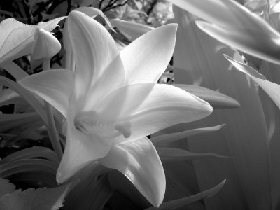 White lily