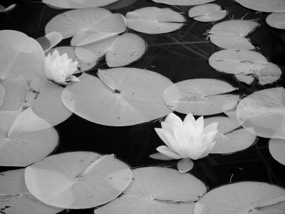 i57A_6158 bw.JPG