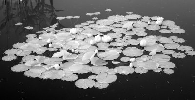 i57A_6174 bw.JPG