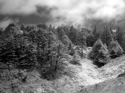 i57A_6791 bw.JPG