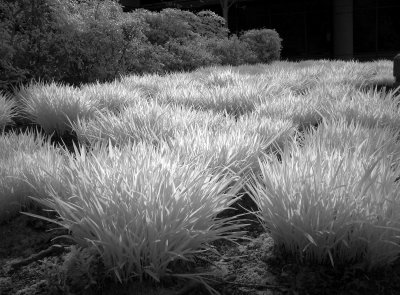 grass bw.JPG