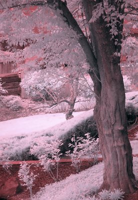 Plum Tree in IR.jpg