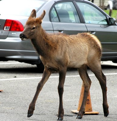 Baby Elk.jpg