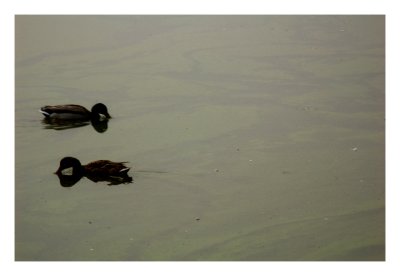 DSC_0705.JPG