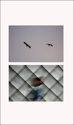 trap.jpg