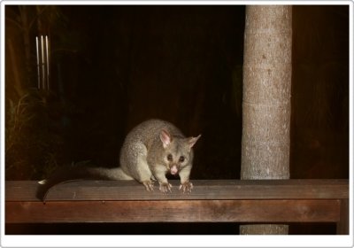 Possum on our Veranda