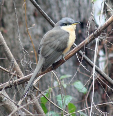 Mangrove Cuckoo, St. Bernard Parish, LA, 12/24/06