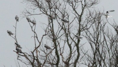 White-tailed Kites, Lacassine NWR, 1/23/07
